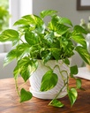 Money Plant | Indoor Decorative Plant | Home & Office Plant